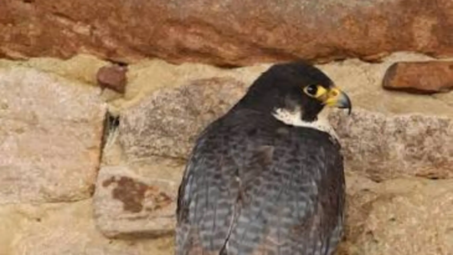© https://www.tierpark-sababurg.de/tierdetails/nm/wanderfalke/