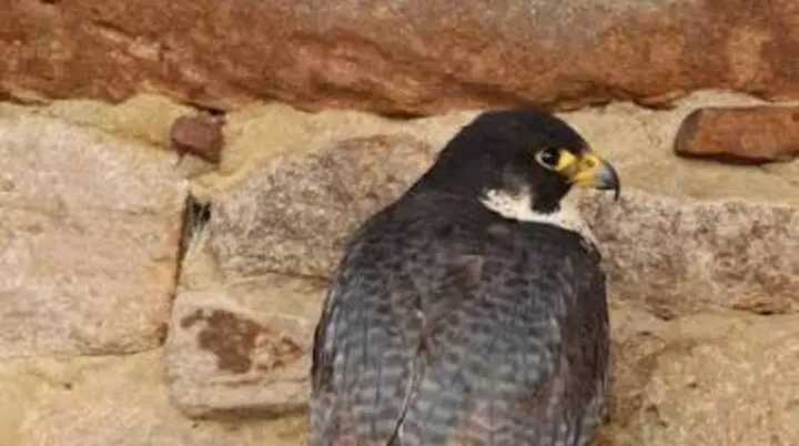 © https://www.tierpark-sababurg.de/tierdetails/nm/wanderfalke/